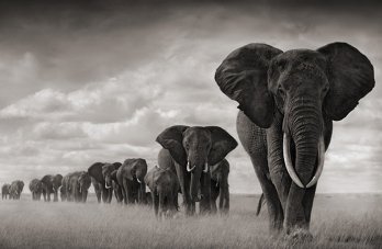 Nick Brandt/ElephantsMGD