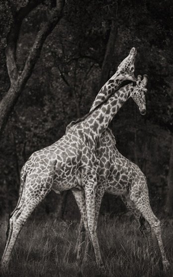 Nick Brandt/Giraffes Battling Forest.
