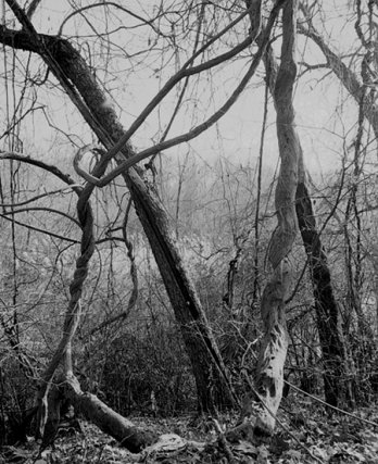 Geoffrey James/Central Park, the Ramble, 2007